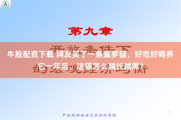 牛股配资下载 网友买了一条暹罗猫，好吃好喝养它一年后，这猫怎么越长越黑？